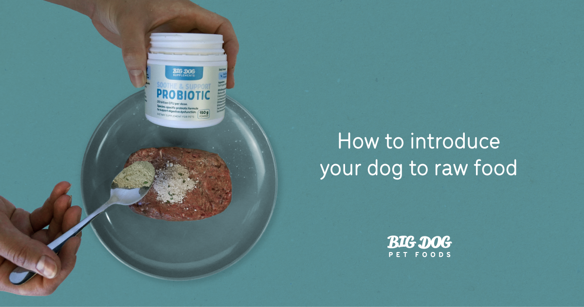 How to introduce your dog to raw food Guides Big Dog Pet Foods